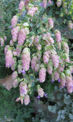 Орегано КИРИГАМИ Идеален для городской жизни!