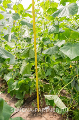 Огурец партенокарпический Герман - Партнер фото 2