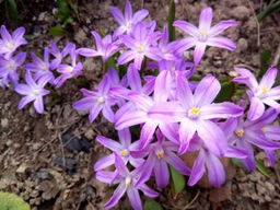Хионодокса Rosea (Розеа) 10шт