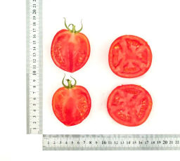 Томат Антюфей - Партнер фото 5