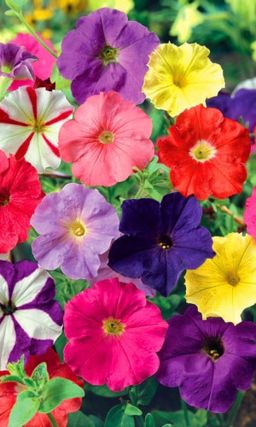 Петуния ЗАПОВЕДНЫЕ САМОЦВЕТЫ