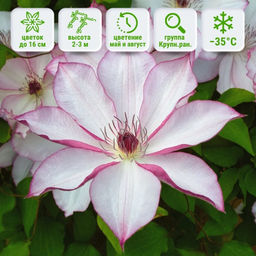 Клематис Omoshiro (Омоширо) - Долина роз фото 2