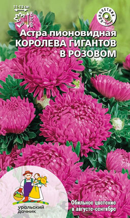 Астра КОРОЛЕВА ГИГАНТОВ В РОЗОВОМ пионовидная