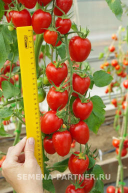 Томат Фифа - Партнер фото 7