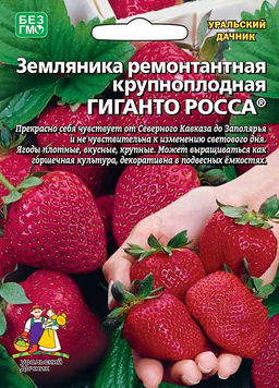 Земляника ГИГАНТО РОССА Ремонтантный, крупноплодный сорт! Ягоды плотные, вкусные, крупные!