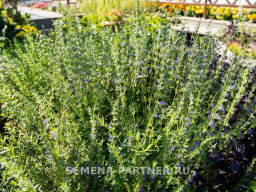 Иссоп Лекарь - Партнер фото 4