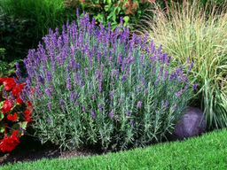 Лаванда узколистная