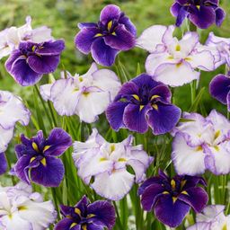 Ирис Ensata Mixed (Мечевидный, махровый) - Голландские луковицы фото 2