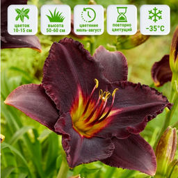 Лилейник Блэк Стокингс