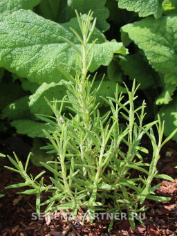 Розмарин Нежность - Партнер фото 3