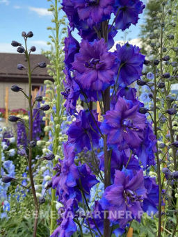Дельфиниум Пэйген Перплс - Партнер фото 5