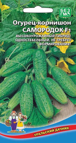 Огурец САМОРОДОК F1  Одностебельный, не требует формирования! Высокая урожайность!