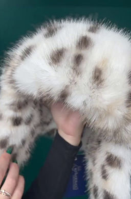 ВИДЕООБЗОР шапка Ушанка трикотаж экомех рысь - Davidovfox фото 6