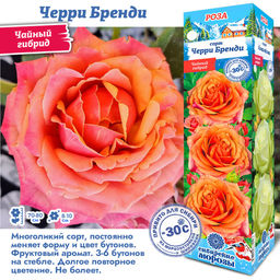 Роза Черри Бренди (Чайно-гибридная) 1шт