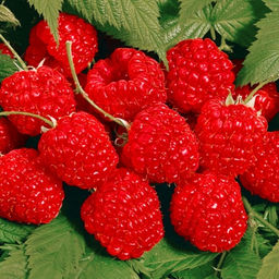 Малина Барнаульская традиционная (коробка) 1шт