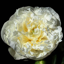 ПИОН Дюшес Де Немур Разбор 2/3 n Кол-во упак., шт 1