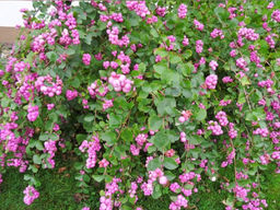 Снежноягодник розовый - Долина роз фото 2