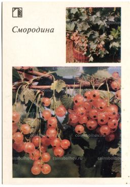 Открытка Смородина