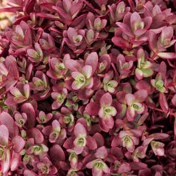 Очиток гибридный Санспаклер Файеркрекер - Долина роз фото 4