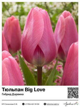 Тюльпан Big Love (Гибрид Дарвина)
