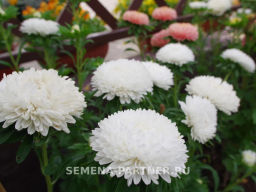 Астра китайская Свадебный Вальс - Партнер фото 6