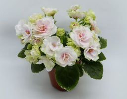 Фиалка SimSim Tender Rose