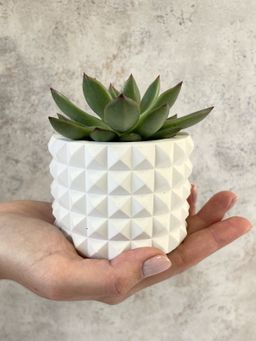 КАШПО КОЛЮЧКА MINI (8,5 х 6,5 см)