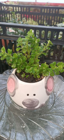 Пилея Депресса в керамическом кашпо Слонёнок