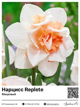 Нарцисс Replete (Махровый)