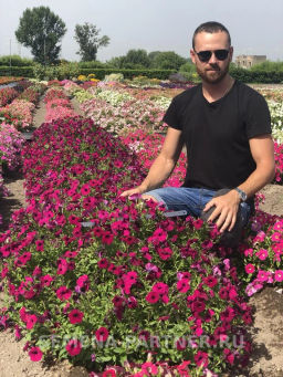 Петуния Амбре Габриэла каскадная фиолетовая - Партнер фото 2