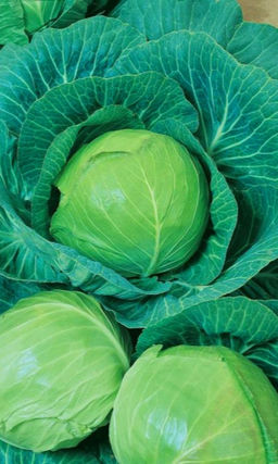 Капуста АВРОРА F1  Одна из самых ранних! Не растрескивается! Очень плотная и неприхотлива!