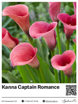 Калла Captain Romance