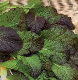 6255U Горчица сарептская (салатная) Садко 0,5гр