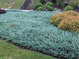 Можжевельник горизонтальный Блю Чип - Долина роз фото 2