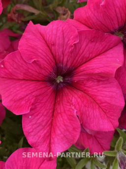 Петуния Кэнди Фредерика прямостоячая розово-пурпурная - Партнер фото 8