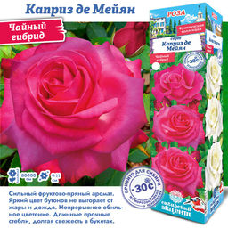 Роза Каприз де Мейян (Чайно-гибридная) 1шт