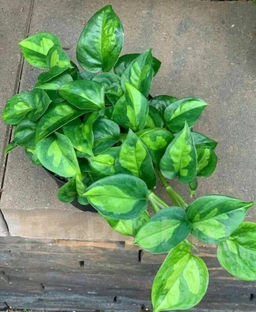 Сциндапсус Глобал Грин (растение 20 см), горшок D10