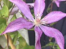 Клематис Дороти Валтон - Долина роз фото 2