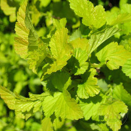 Пузыреплодник калинолистный Ангел Голд С5