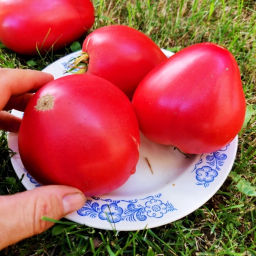 Помидоры - Женское Сердце