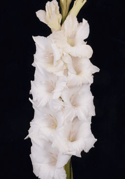 Гладиолус Альбинос 500,Фотин 1 р-р 7шт (Ф)