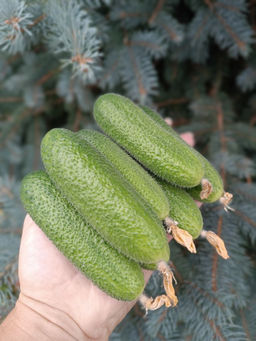 Огурец ДИВНОЕ ДИВО F1 Супер урожай! Пучковый! Сладкий, с нежным ароматом! - Уральский дачник фото 5