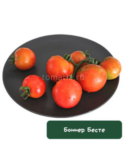 Боннер Бесте