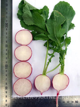 Редис Дуся - Партнер фото 4