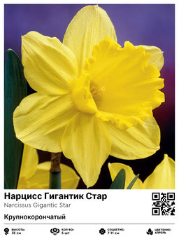 Нарцисс Гигантик Стар (Крупнокорончатый)