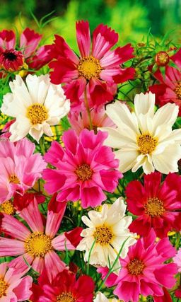 Космея МОРСКАЯ РАКОВИНА