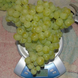 Виноград Кишмиш Цитрон (коробка) 1шт