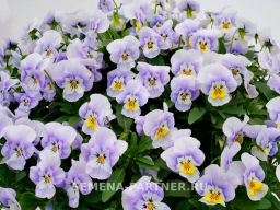 Виола Соблазн Влюбленный Эльф - Партнер фото 5