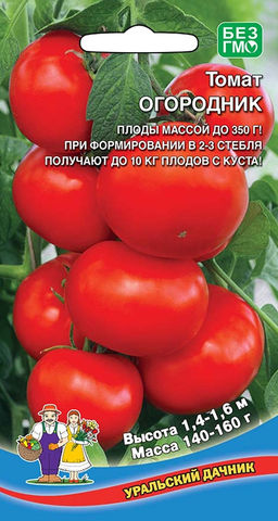 Томат ОГОРОДНИК Плоды крупные, сочные, мясистые, сладкие, массой до 350 г! Способен дать до 10 кг плодов с куста!