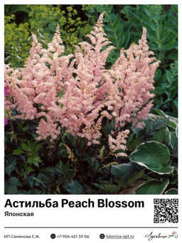 Астильба Peach Blossom (Японская)